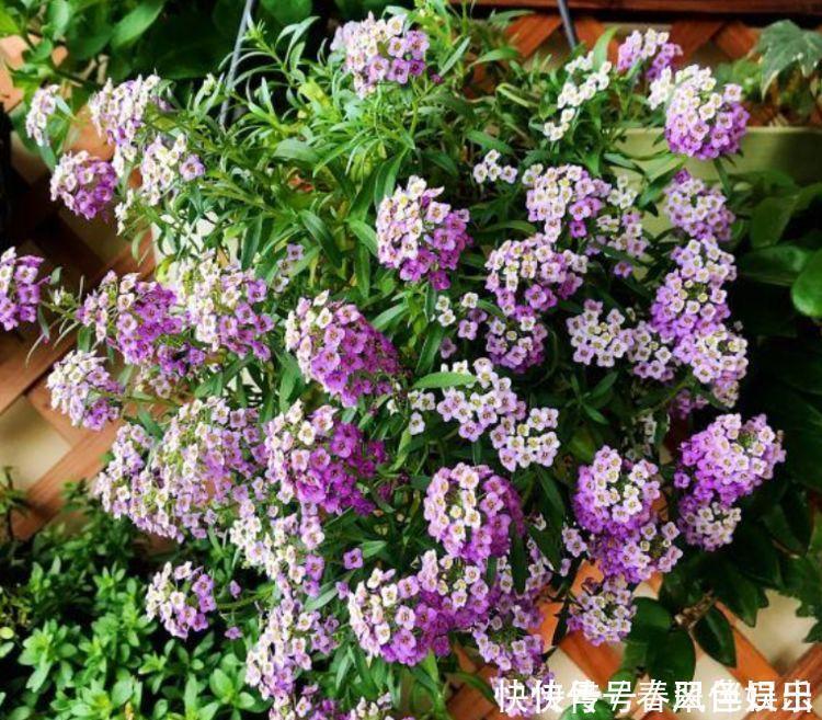 香雪球|4种“女神花”,名字好听花更美,开花“红又旺”,好运来!