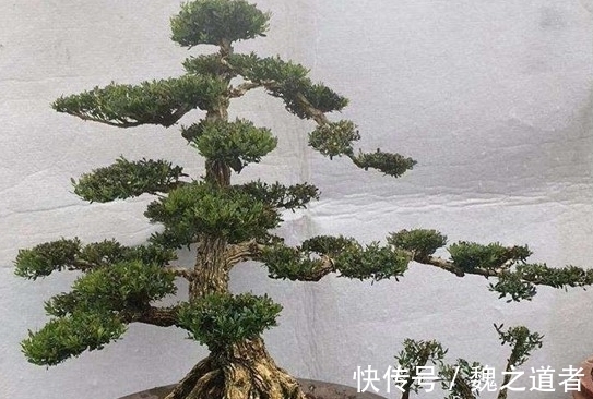 黄杨盆景怎么养,才能让根系和树干快速长粗,并控制住树高呢?