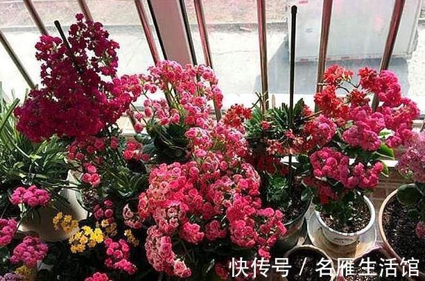 厨房2种废渣是天然花卉增长素，1把扔盆里，养啥都旺