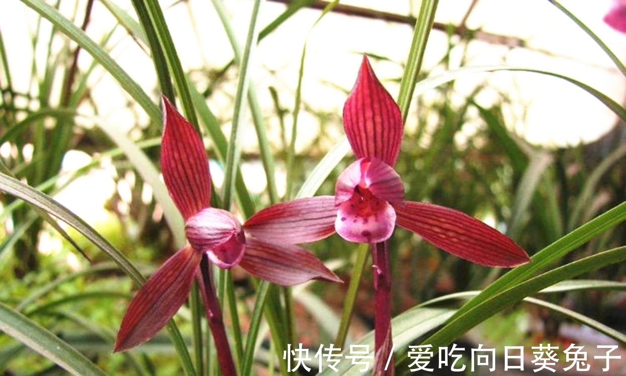 老花匠们最喜欢的三款兰花,花色顶级、甜香四溢