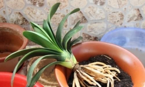 花卉|家里过期的小药片,用来养花,叶比巴掌大,花开满枝头!