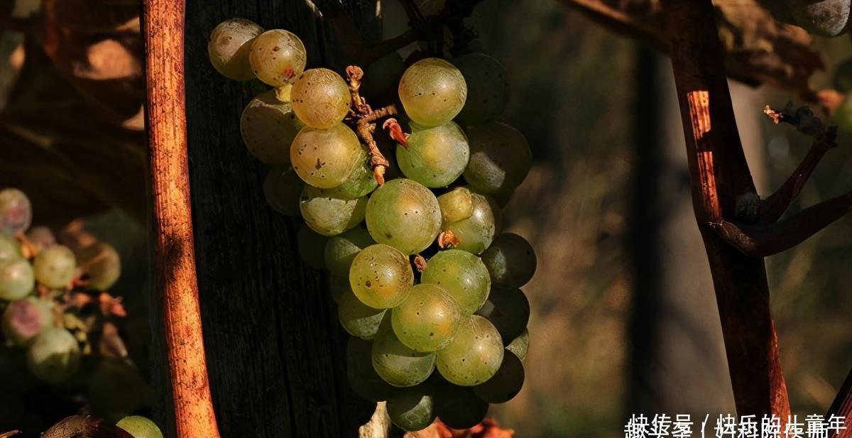 睡眠|夏季来了,推荐3种食物,能缓解压力,促进睡眠,养颜抗衰老