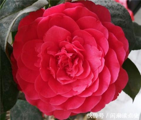 天冷了，茶花别着急搬进屋，低温“冻一冻”开花更旺