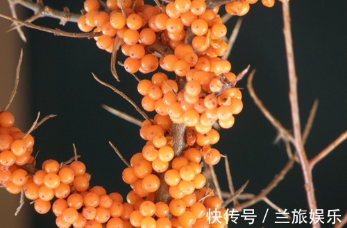 低血压|农民叫此野果为“救命果”,吃一点降低血压,防心脏病,可以试试