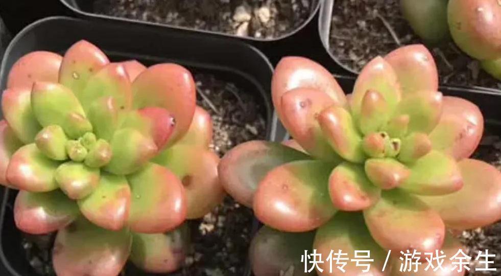 4种多肉很惹人喜欢,简单养护,天冷出状态十分美丽