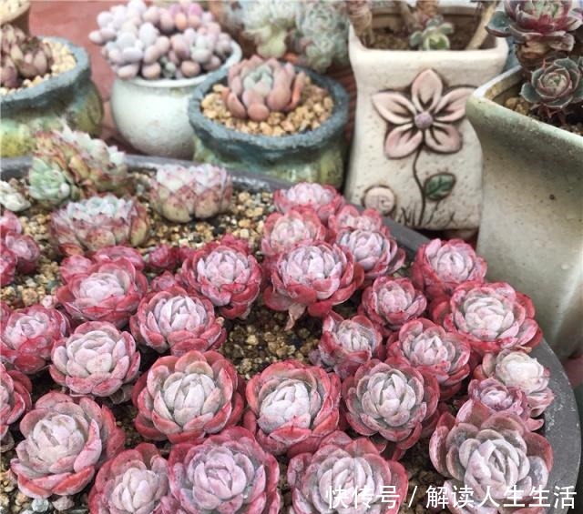 多肉养护“喷水”是绝招，养出“极品红”多肉，红红火火迎新年！