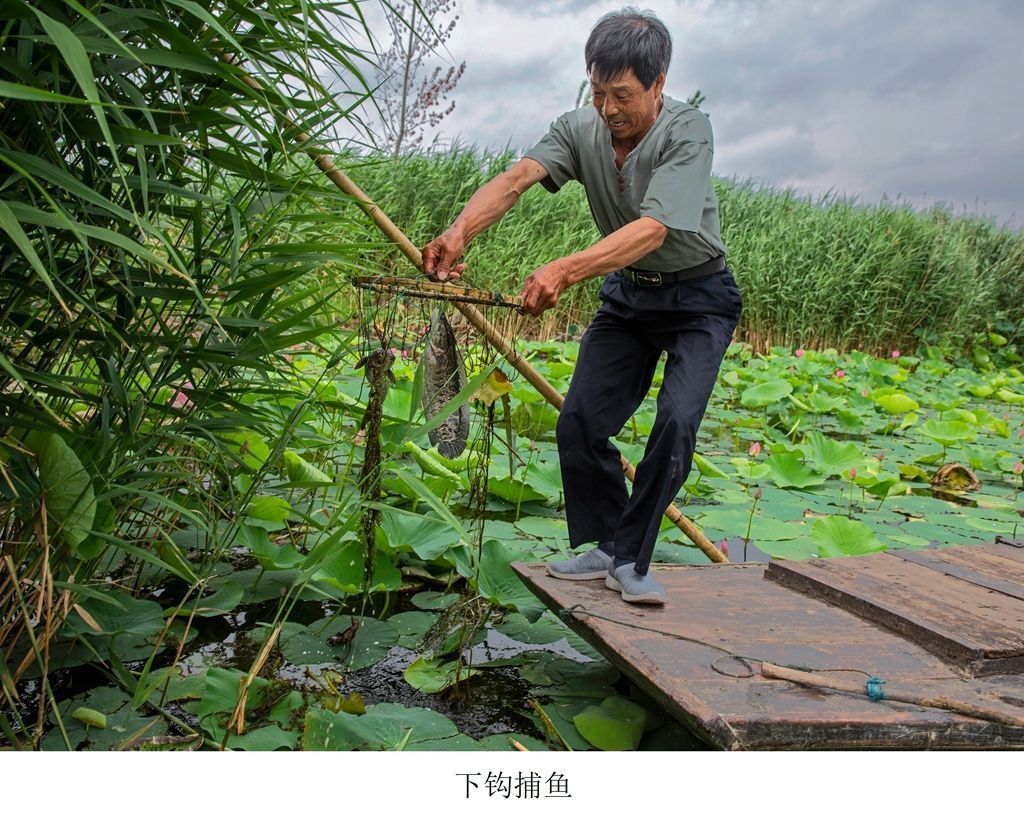 捕鱼|土生土长的水乡人，写了本白洋淀渔猎文化的“百科全书”