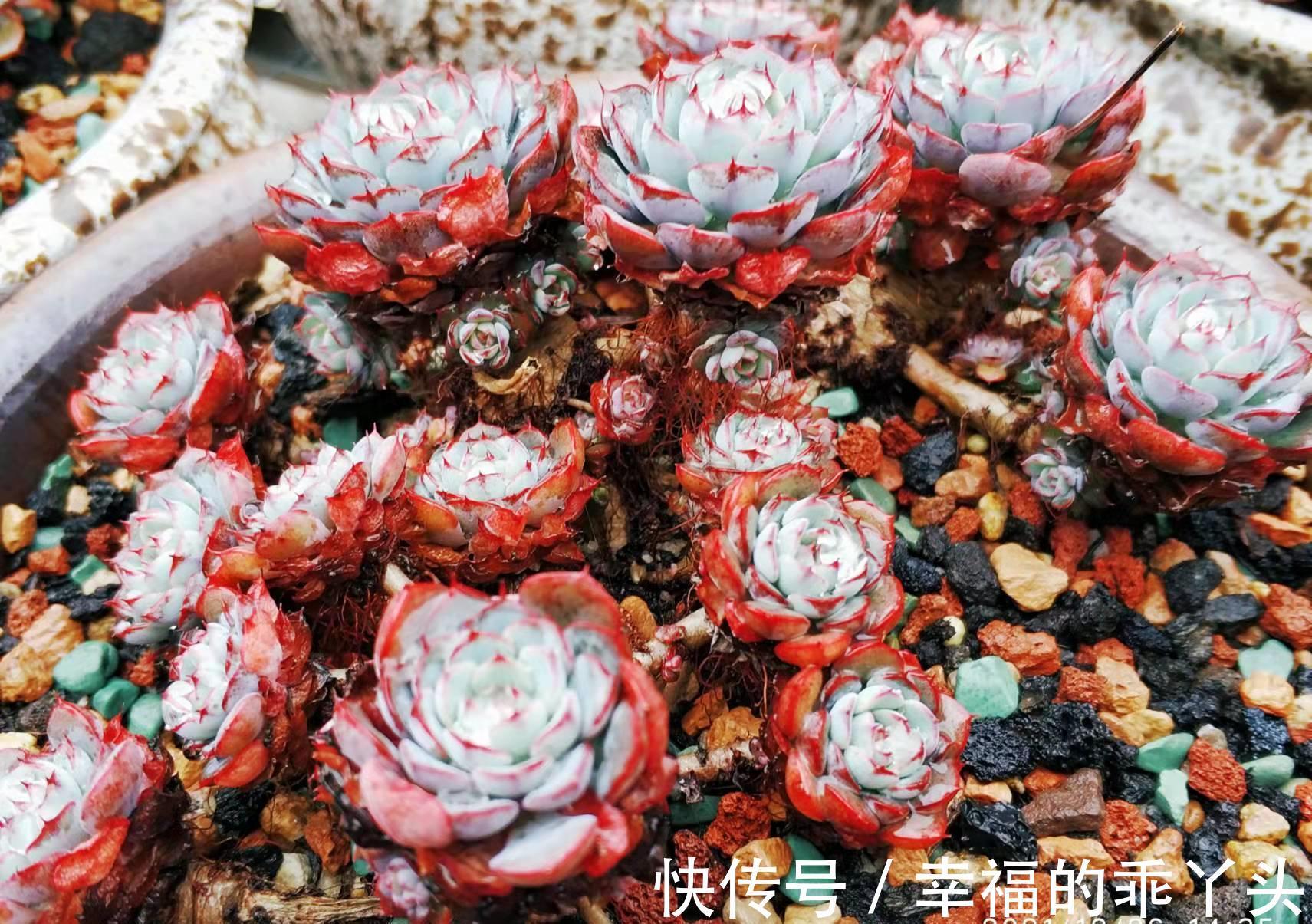 硅藻土|平常养多肉麦饭石、硅藻土、蛭石和赤玉土在使用上有什么区别?