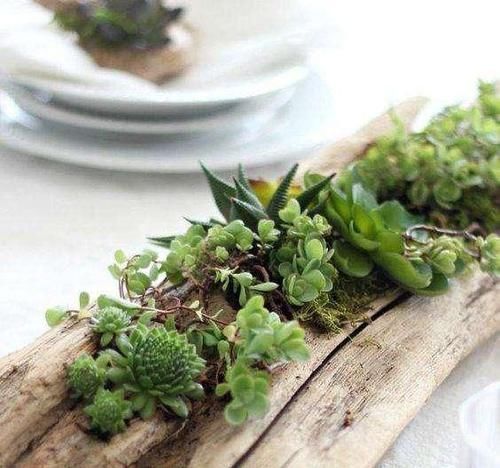 这几样东西当花盆,能给植物颜值“加分”,你信吗?