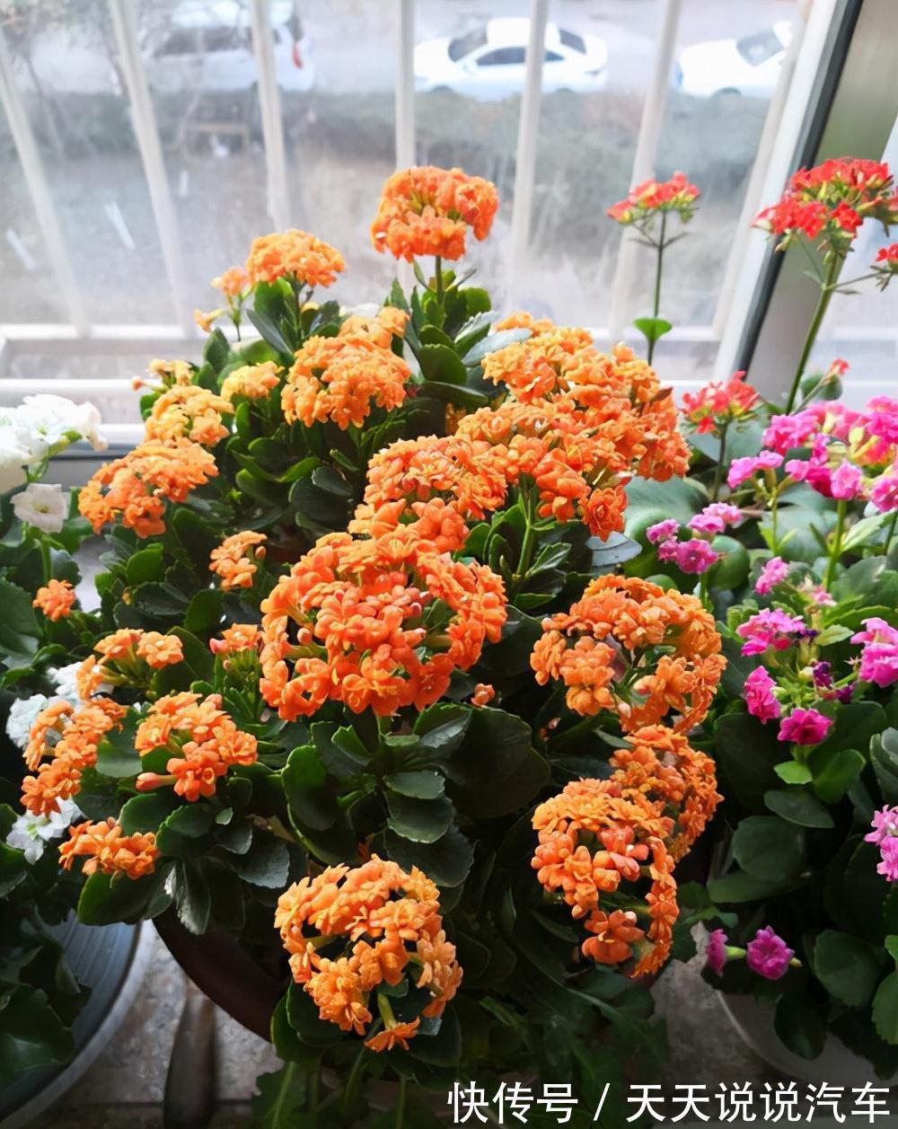 立冬后,养这10种花,切记不能多浇水,养不活都是由于手太勤