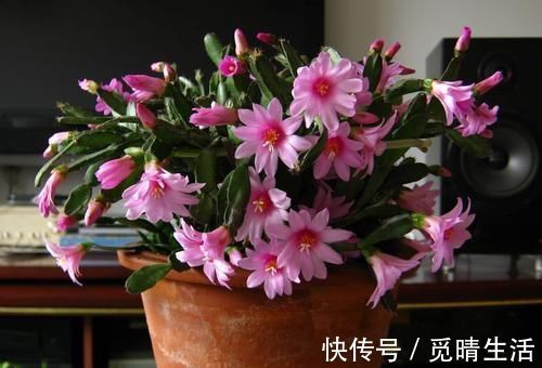 花苞|秋冬养蟹爪兰，牢记2个要点，花开满枝头，一茬接一茬！