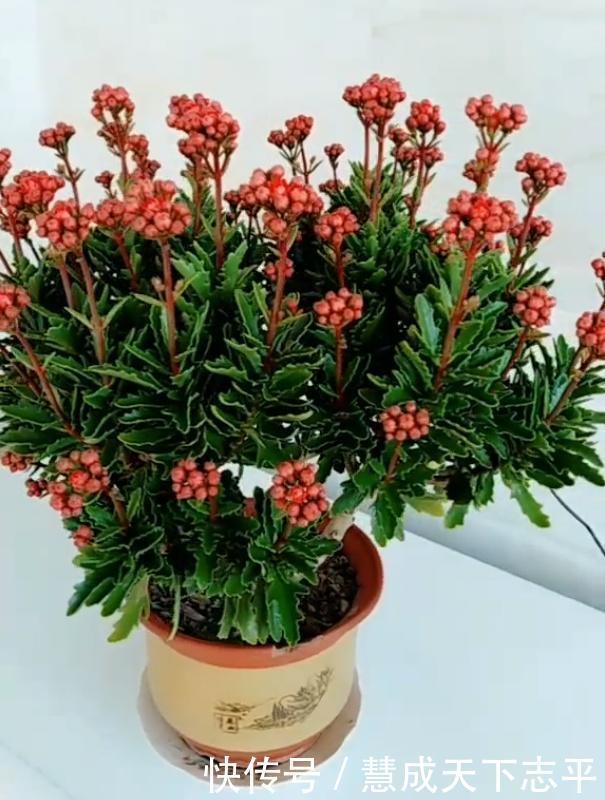 壮观|长寿花“老桩”太难看其实越老越壮观,开成“小花树”