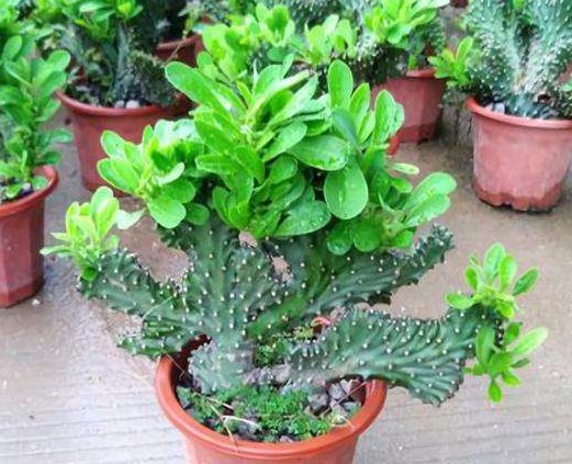 3种花一脸“富贵相”，栽上一盆，八方来财、日子过得年年有余