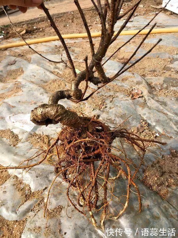 苍劲|山里的1棵老树桩,挖出来种盆里,开花后,眼睛都看直了!