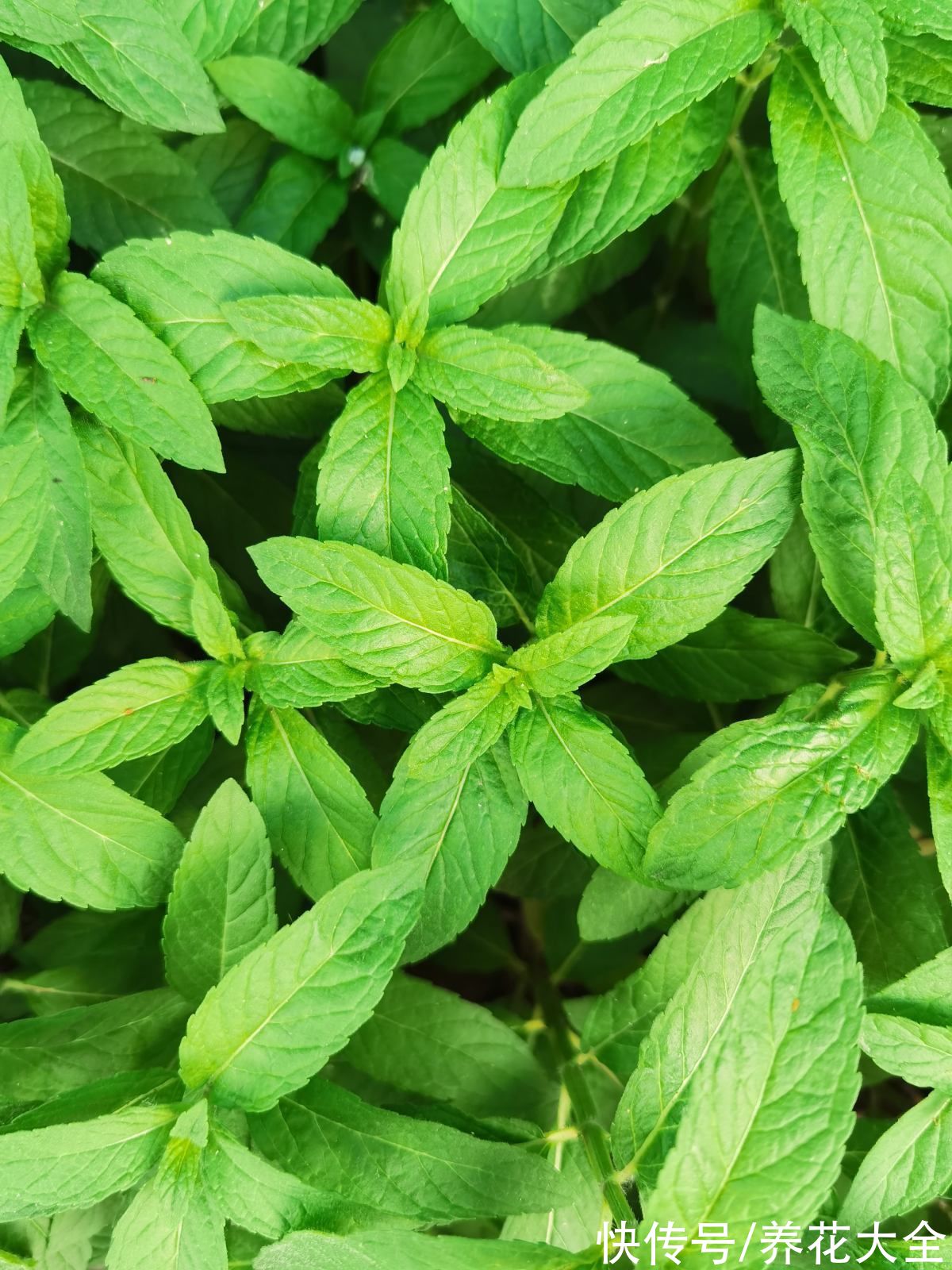 常见的8种植物,也是中药,养在家里特养人