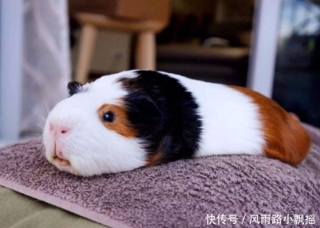 荷兰猪总是拉窝里