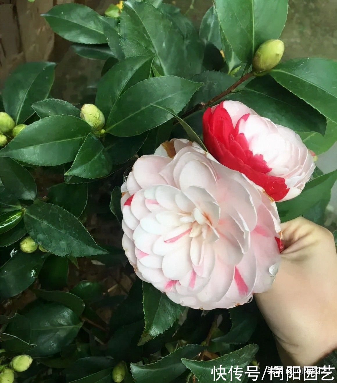 ?网上买的山茶花,买一棵死一棵,能把山茶养活了,属实是高手