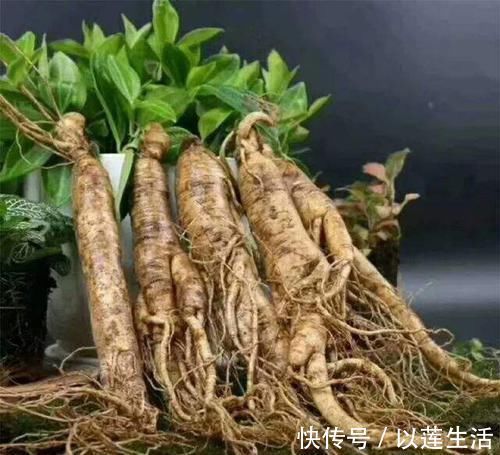 墙根底下没有光照不要怕，这些植物没有光照长得更旺