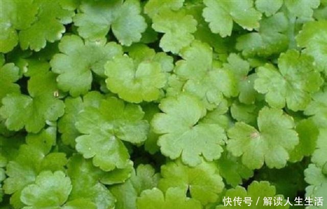 此草貌不惊人,形状似铜钱,扎根大江南北,可惜很多人不知其药效!