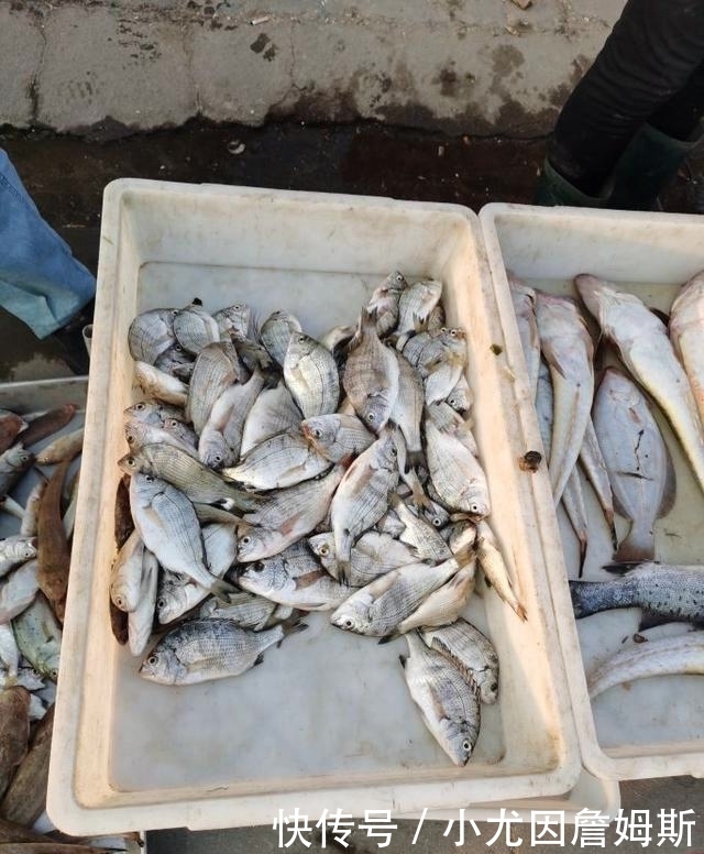 生活|这个胶东沿海小渔村,最适合美食家生活,想吃啥海鲜都有