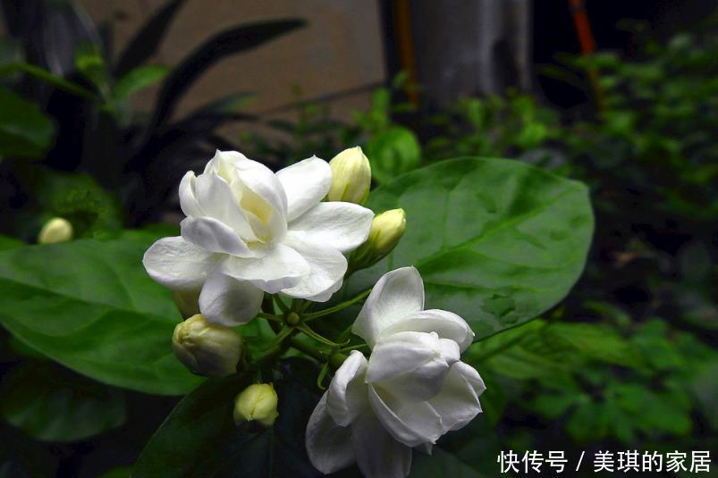 泡水|养这5种花真赚了,开花时赏花,花败时泡水喝,香醇不比茶叶差