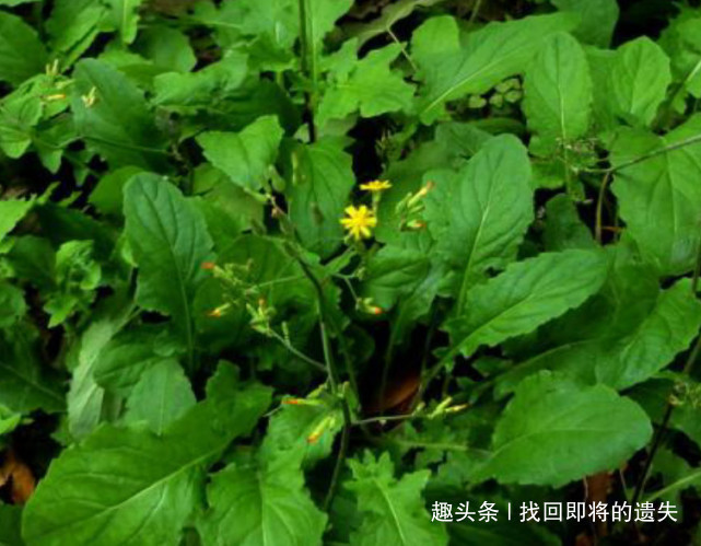 农村|农村常见的一种野菜，味道鲜美，缓解咽喉肿痛，有很高的养生价值