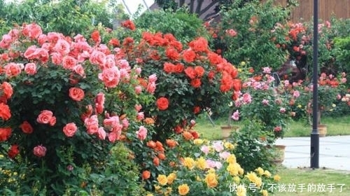 农村|农村4种能爬藤的漂亮花，种在家里一年爬满阳台，花开得爆多！