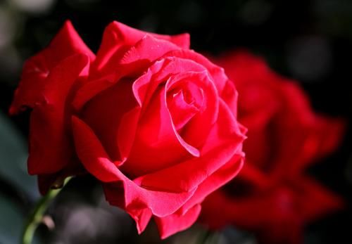 倚树独高歌|28首浣溪沙:落日迟迟风渐起，池塘寂寂影婆娑，闲蝉倚树独高歌