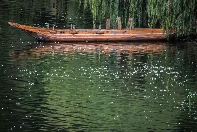 海藻花|泸沽湖的“水性杨花”美爆了，这是心动的感觉