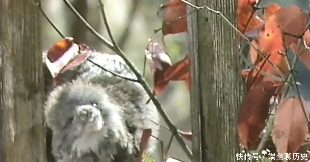 大惊失色|杨戬化身花狐貂潜入周营,吓得众人大惊失色,变化之术令人佩服