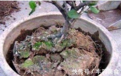 “2种料”兑水浇花,再硬的土,30天都变“松散”,太实用了