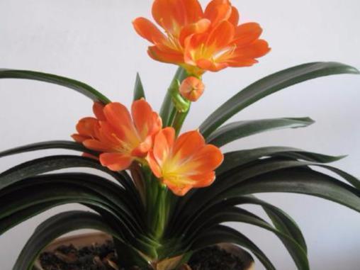 断交|如果有人送你3种花，不要养在家中，是我就直接断交