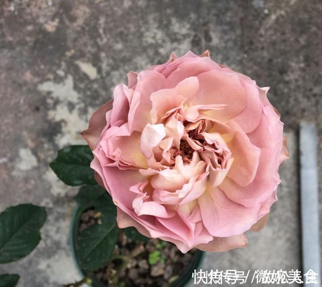 灌木|盘点10种古典美复古色系月季,你必须拥有其中一种!