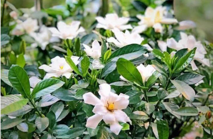 漂亮|4种花养了就爆盆，好养易活开花漂亮，对待新手很友好