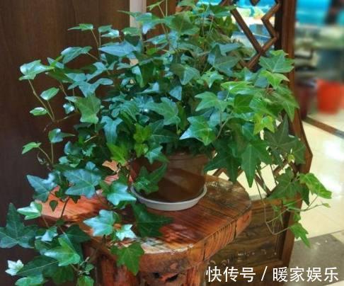 四季海棠|秋天适合种什么花这7种好看又好养的花,总有一种适合你!