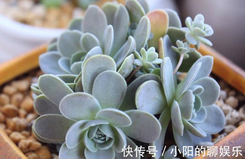 群生|多肉侧芽少怎么办?试试这3种方法,操作简单,爆头效果好