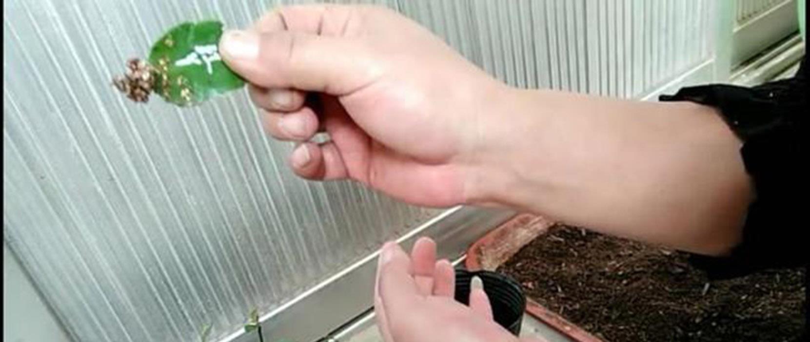 一个叶片，扦插蟹爪兰，一晾一晒，大白根7天冒出来