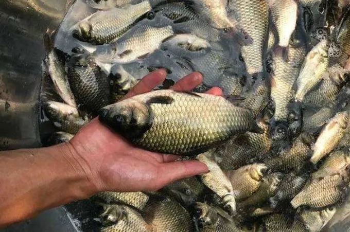 降温后,这两种天然小药要常用!简单又省钱,鱼群还疯狂聚集!