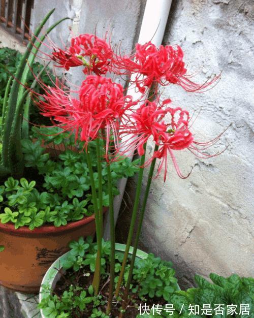 一种花不吉利,只敢看不敢养,又美又凄凉