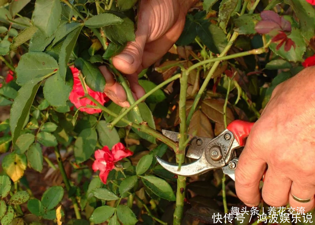 白粉病|每年剪几次，喷点药，月季可保持经常开花，不怕黄叶和感染病虫害