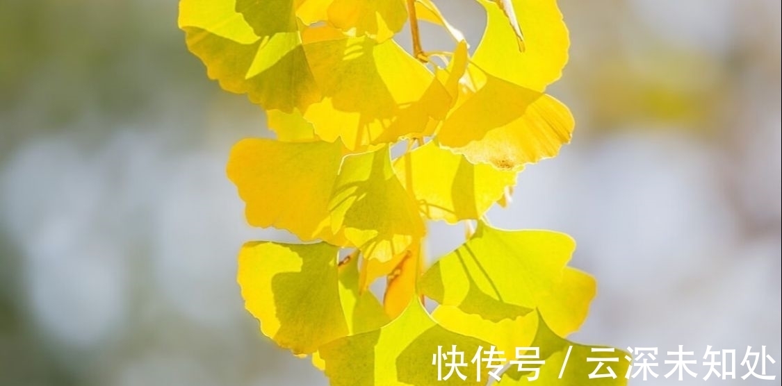 词曲$两首清丽的秋怀词曲,诗意悠然,余韵袅袅