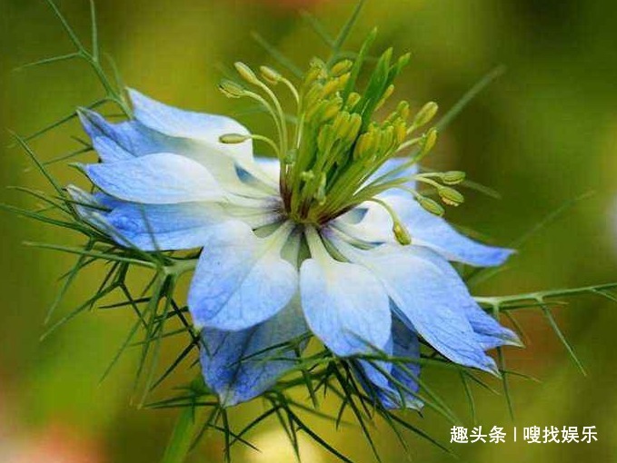 花语#此花花色绚丽，娇美动人的花姿呈现出浪漫色彩，寓意为清新的爱情