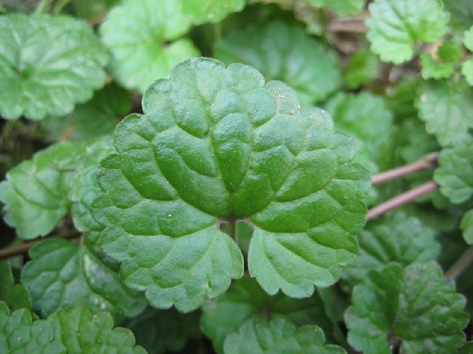 蒲扇|墙角里的“小蒲扇”，虽不起眼是“活血丹”，对冻疮湿疹有疗效