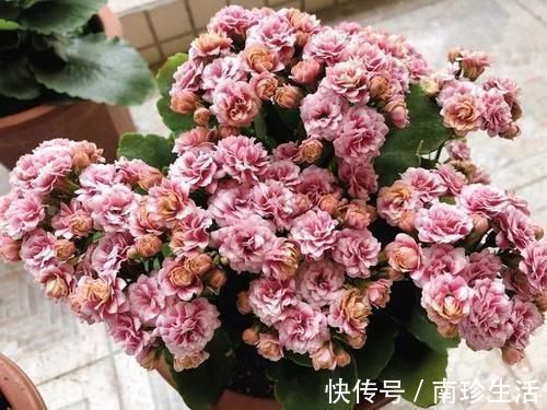 陈芝麻|5种粉末效果惊人,老花匠都爱用,撒盆里不黄叶,狂开花!