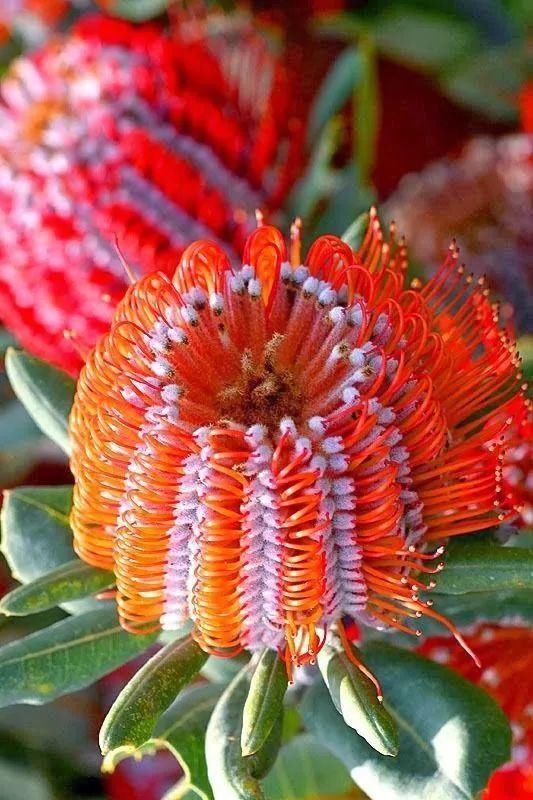 太太太漂亮了,绝对没有见过,发到群里,朋友们会爱死你的!