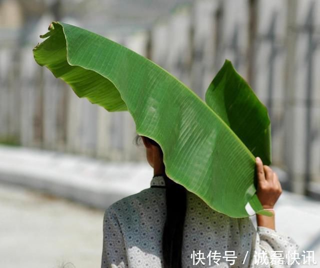 庭院@18首庭院诗词独坐绿荫亭阁里,静思凝视美人蕉