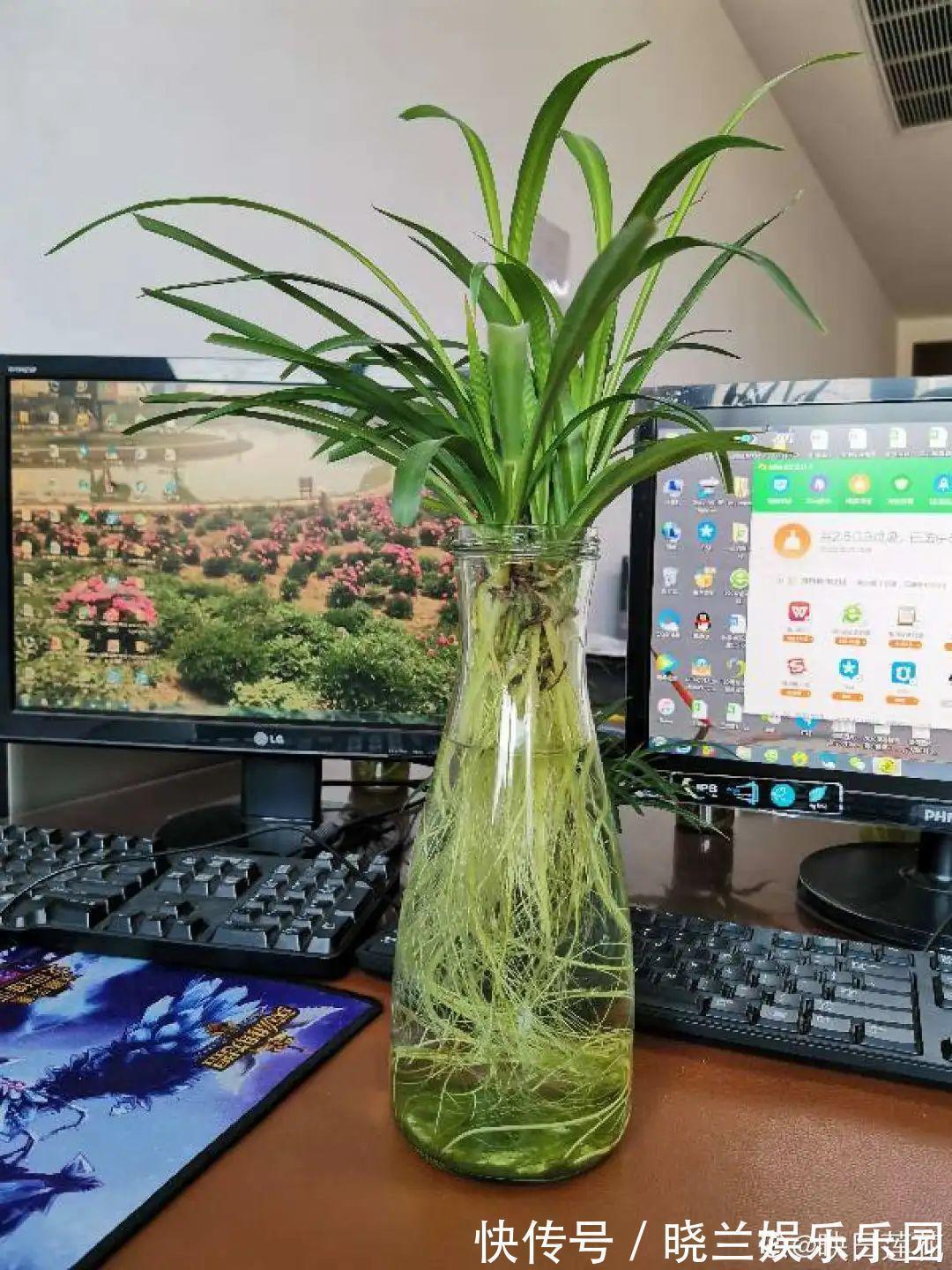 绿萝|最难养的7种花,丢水里反而蹭蹭长,根系长满瓶!
