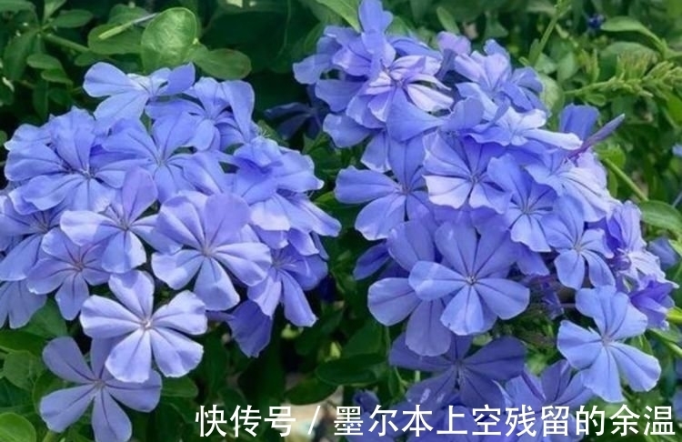 家里养这几款植物,娇小不占地,花儿轻松开爆盆,适合阳台盆栽