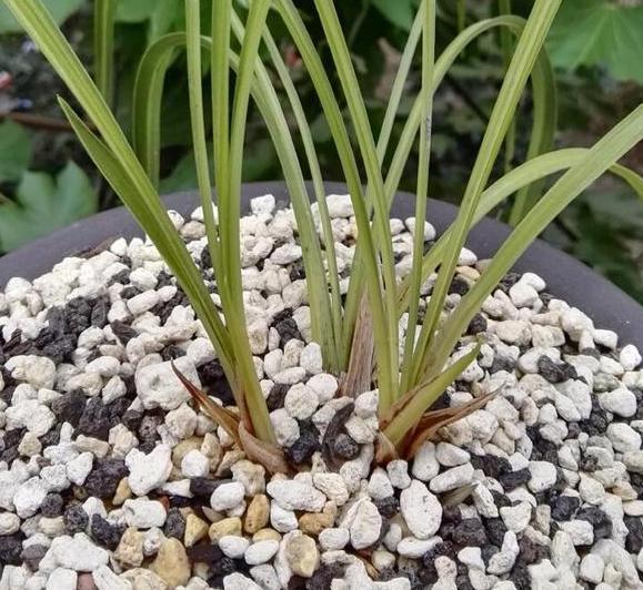 困恼盆栽兰花遭遇茎腐病这样预防、治疗,新手都能分分钟搞定