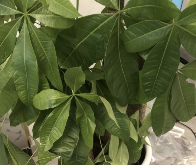 独特的“三种花”,过年时养2盆,寓意招财、旺运,枝叶好看!